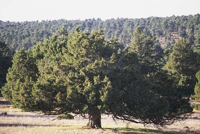 Juniperus thurifera (2)